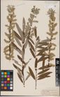Foto von Salix candida Flüggé ex Willd. x Salix sericea Marshall